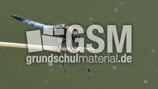 Blaugrüne Mosaikjungfer (17).jpg